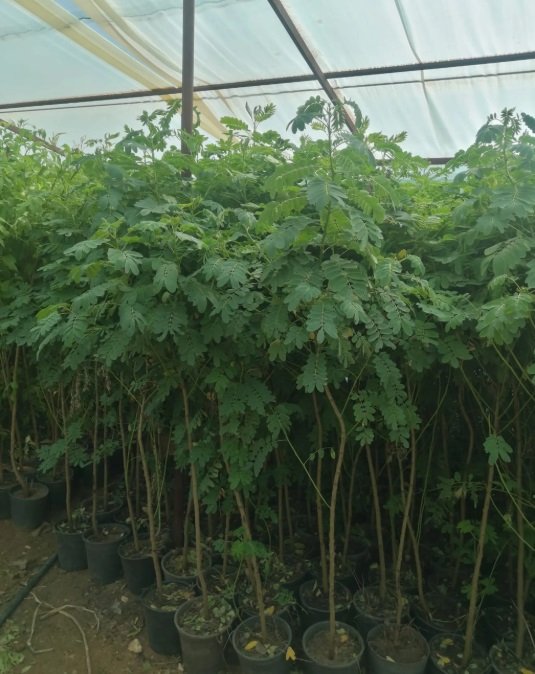 شتلات أشجار ظلال للحماية من الشمس الحارقة