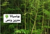 شتلات أشجار ظلال للحماية من الشمس الحارقة