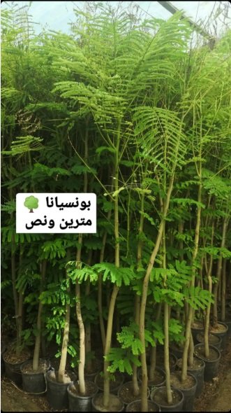 شتلات أشجار ظلال للحماية من الشمس الحارقة