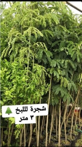 شتلات أشجار ظلال للحماية من الشمس الحارقة
