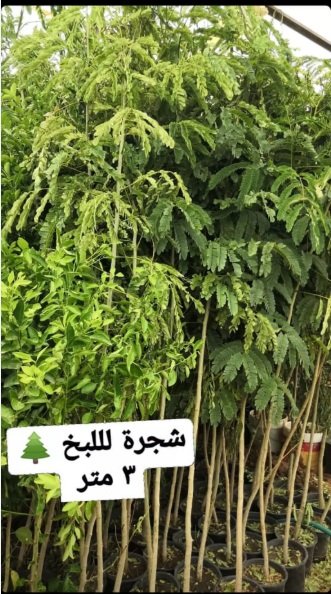 شتلات أشجار ظلال للحماية من الشمس الحارقة