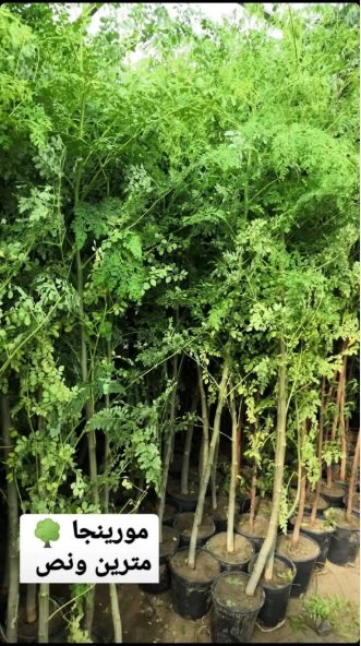 شتلات أشجار ظلال للحماية من الشمس الحارقة