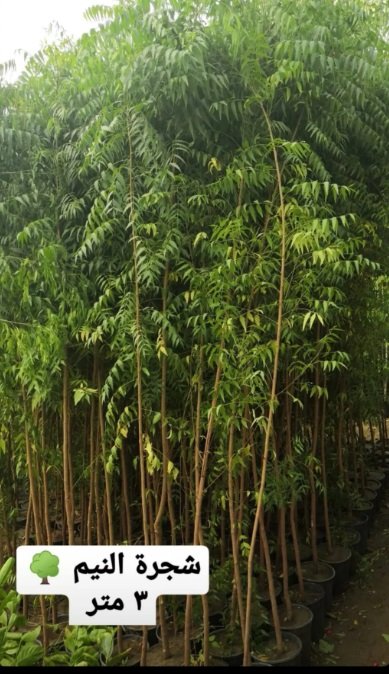 شتلات أشجار ظلال للحماية من الشمس الحارقة