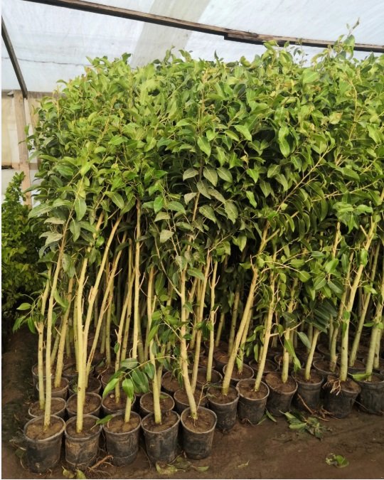 شتلات أشجار ظلال للحماية من الشمس الحارقة