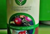 بذور بصل بافطيم المحسنة ذو اللون الأحمر
