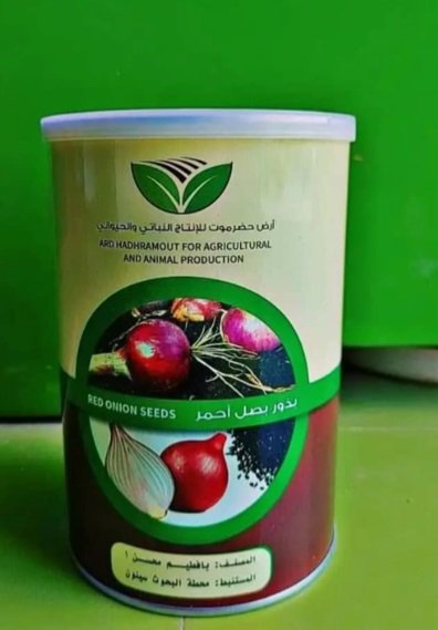 بذور بصل بافطيم المحسنة ذو اللون الأحمر