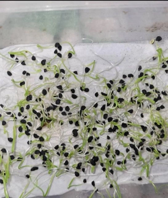 بذور بصل بافطيم المحسنة ذو اللون الأحمر