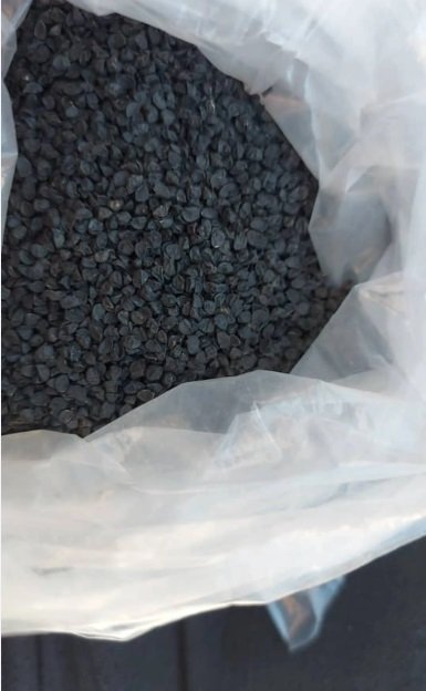 بذور بصل بافطيم المحسنة ذو اللون الأحمر