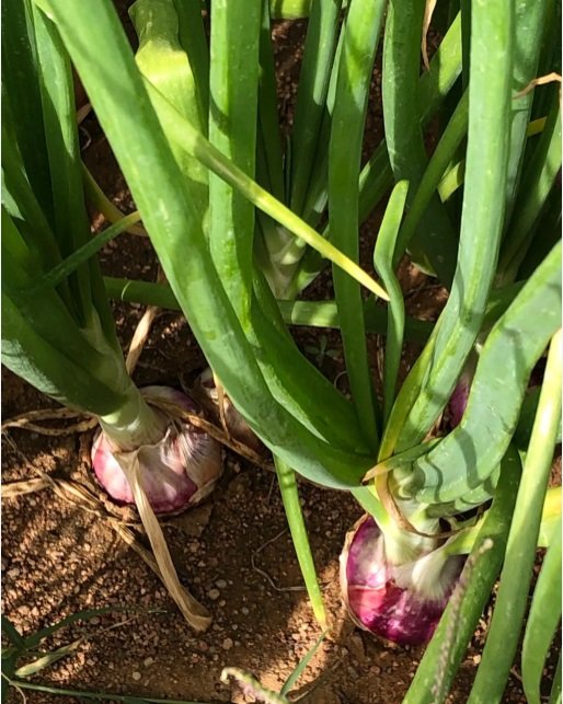 بذور بصل بافطيم المحسنة ذو اللون الأحمر