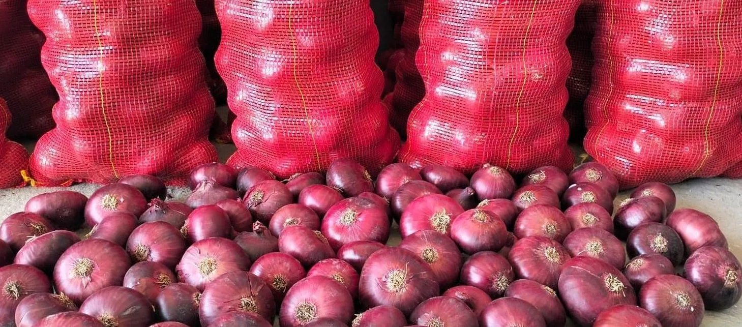 بذور بصل بافطيم المحسنة ذو اللون الأحمر