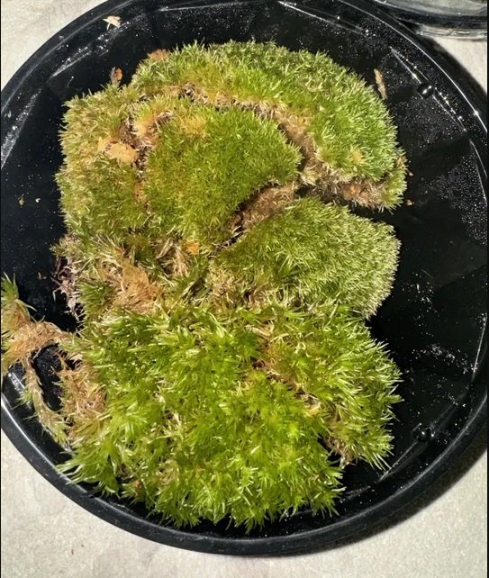 للبيع نبات بول موس بري