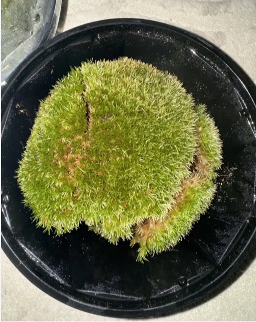 للبيع نبات بول موس بري