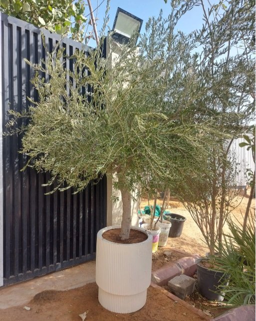 #اشجار_زيتون