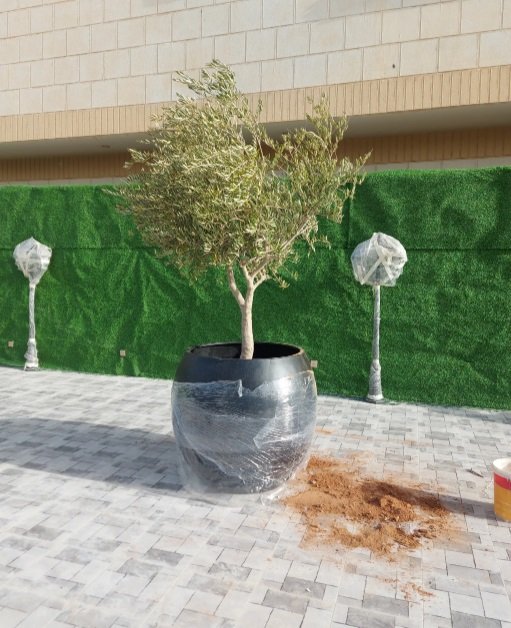 #اشجار_زيتون