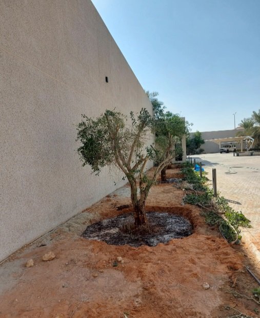 #اشجار_زيتون