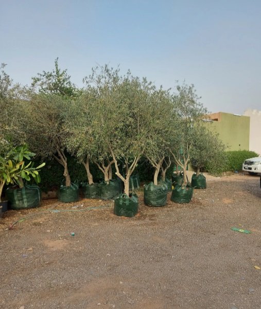 #اشجار_زيتون