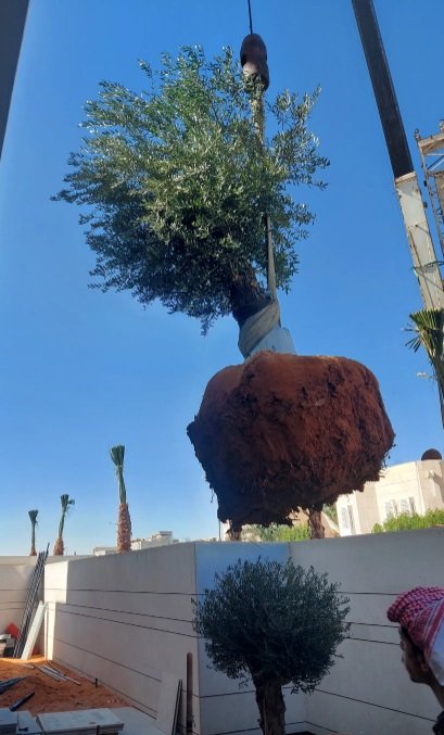 #اشجار_زيتون