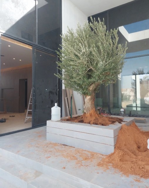 #اشجار_زيتون