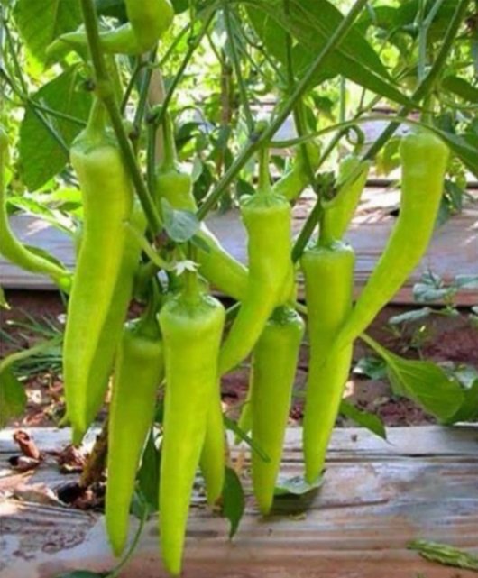 بذور الفلفل الحار