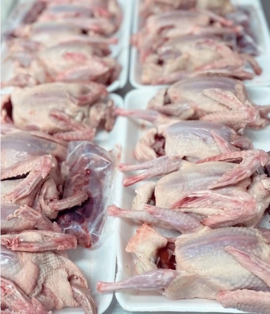 دواجن حمام وبط وديوك طازجه ومذبوحه ومنظفه