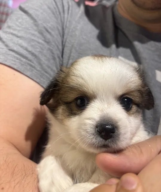 كلبه بودل توي & كوكولاين اسيوي اسمول بريد