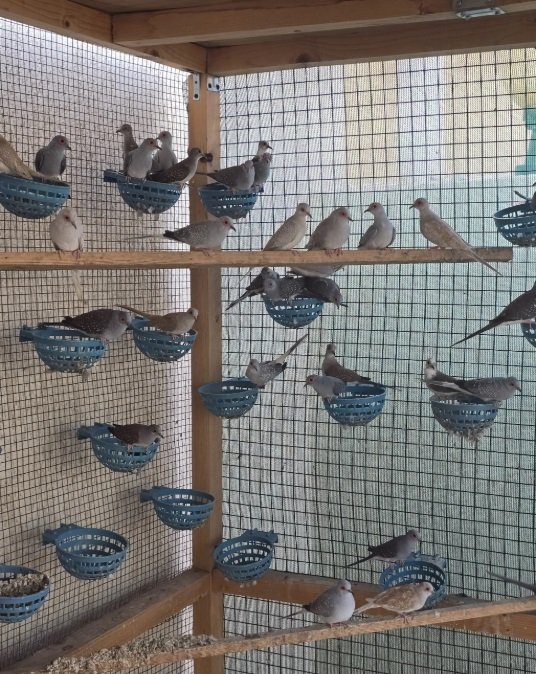 يمام ماسي أبرق