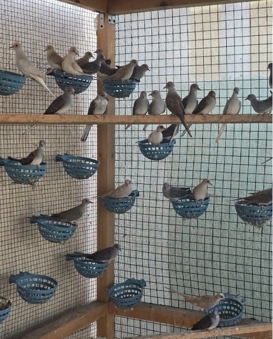 يمام ماسي أبرق