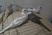 يمام ماسي أبرق