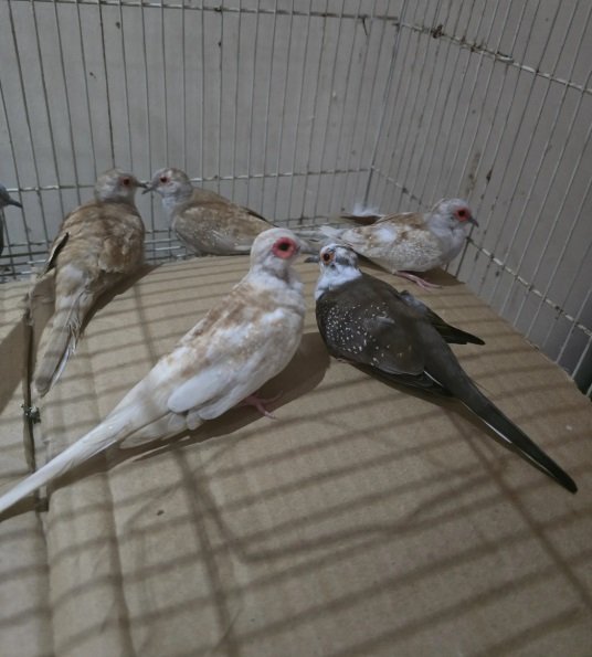 يمام ماسي أبرق