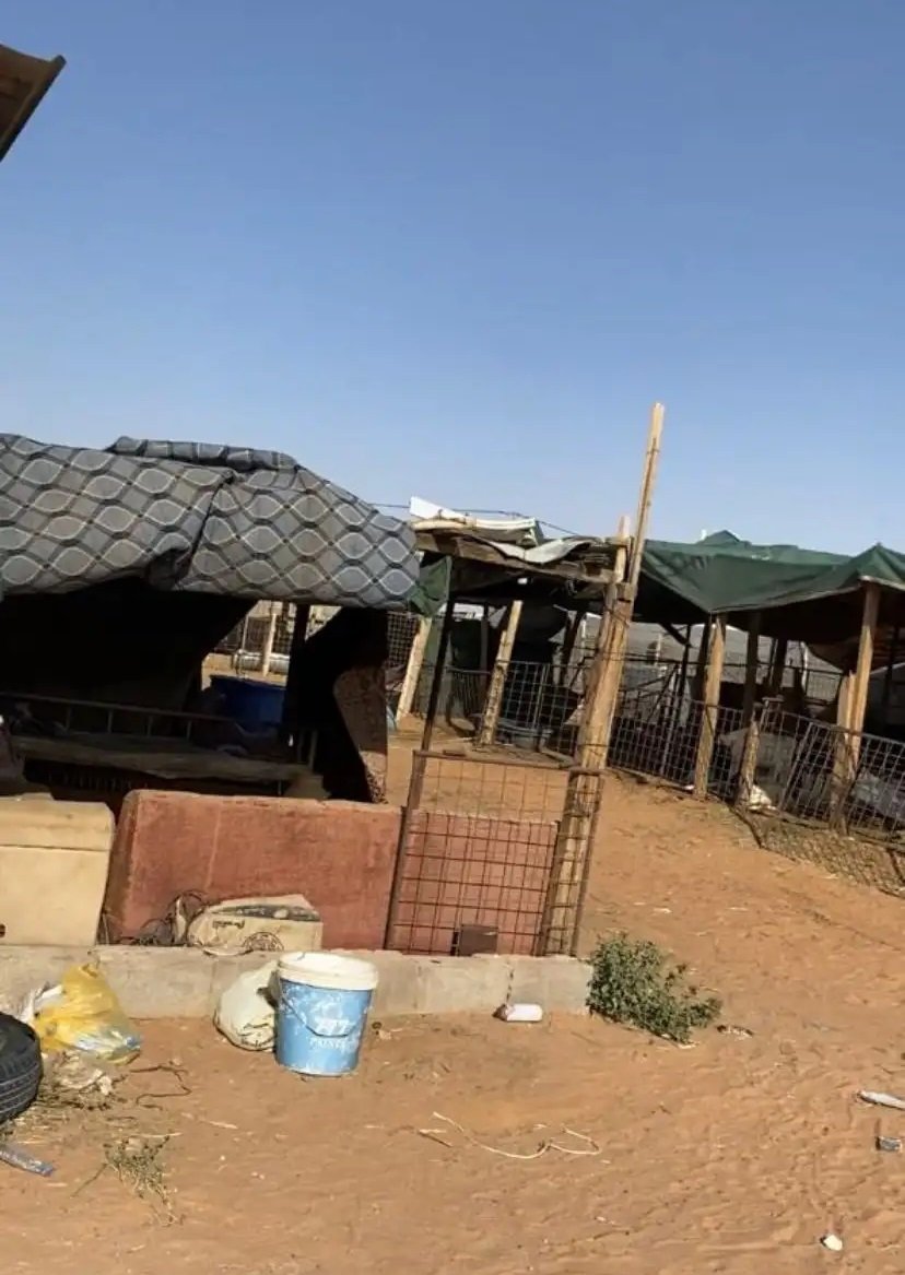 أحواش أغنام للبيع بالمجمعة