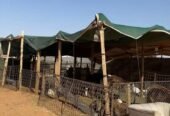 أحواش أغنام للبيع بالمجمعة