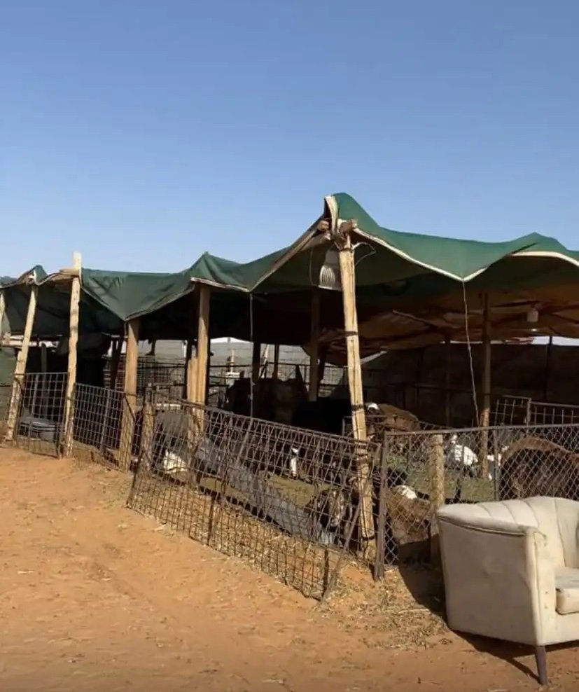 أحواش أغنام للبيع بالمجمعة