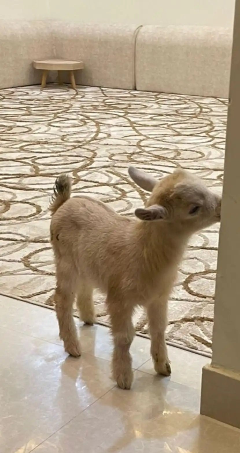 للبيع الماعز القزم