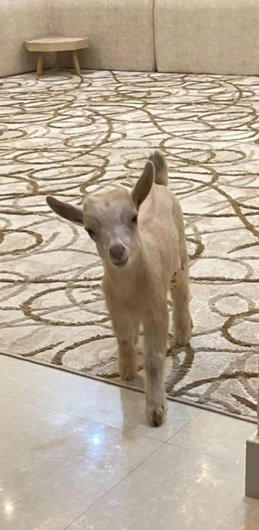 للبيع الماعز القزم