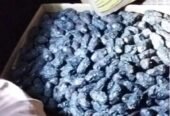 تمر صفاوي المدينه المنوره 800 طن Safawy dates 800 tons