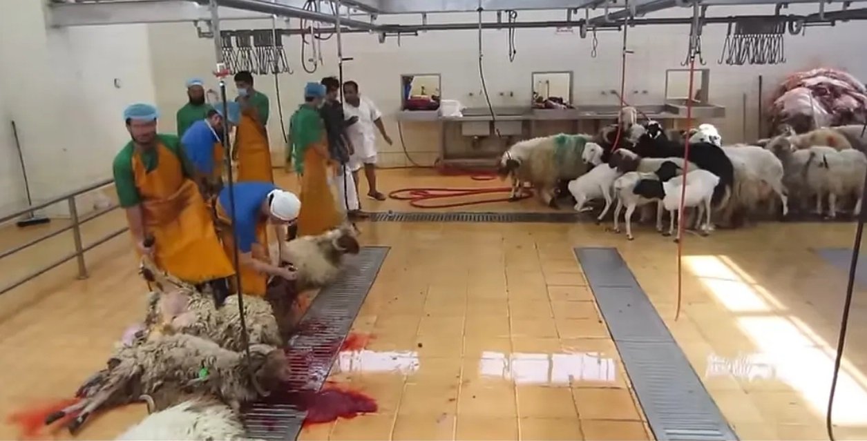 معلم جزار لذبحت اضحيت العيد