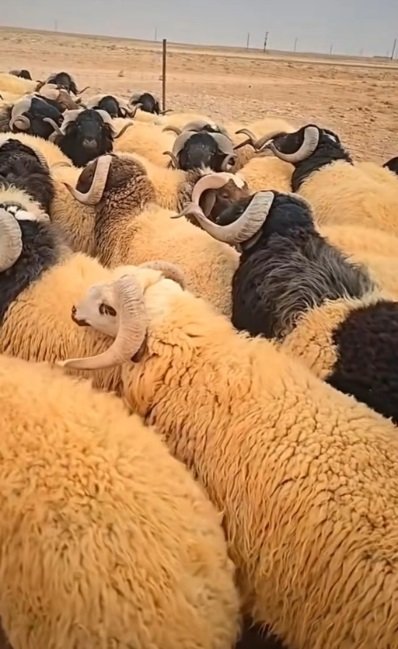 معلم جزار لذبحت اضحيت العيد