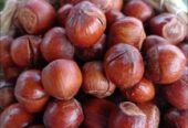 بندق طازج وطبيعي عالي الجودة