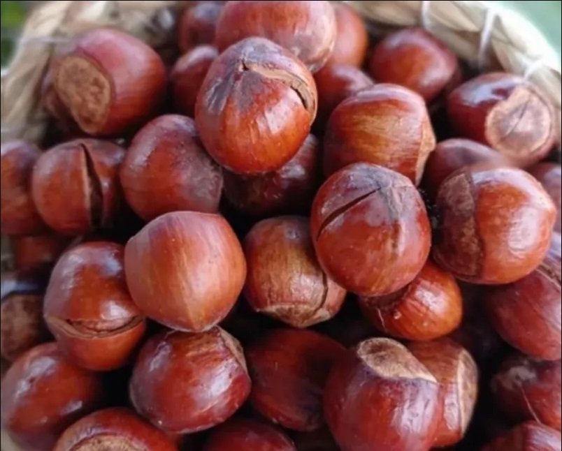 بندق طازج وطبيعي عالي الجودة