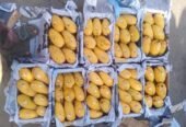 Pakistan Mangoes