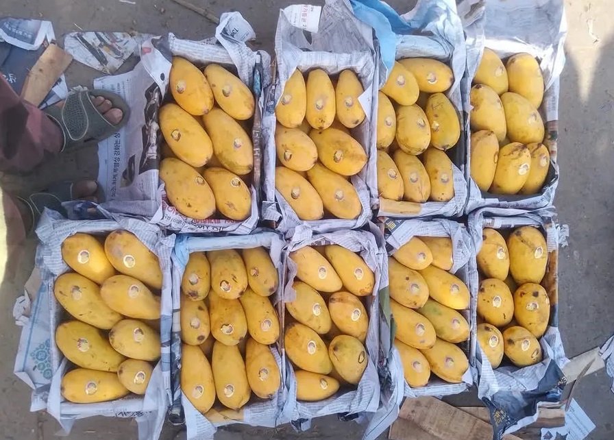 Pakistan Mangoes