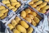 Pakistan Mangoes