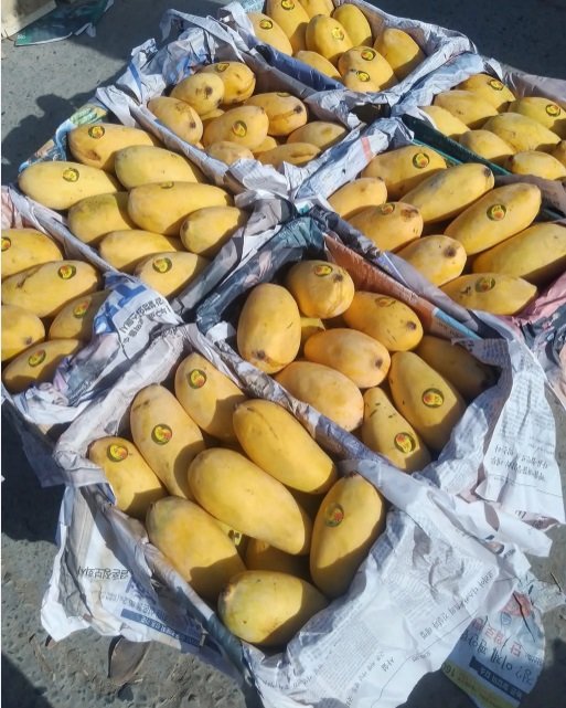 Pakistan Mangoes