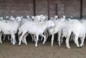 رخال حرية أضاحي بسعر مناسب