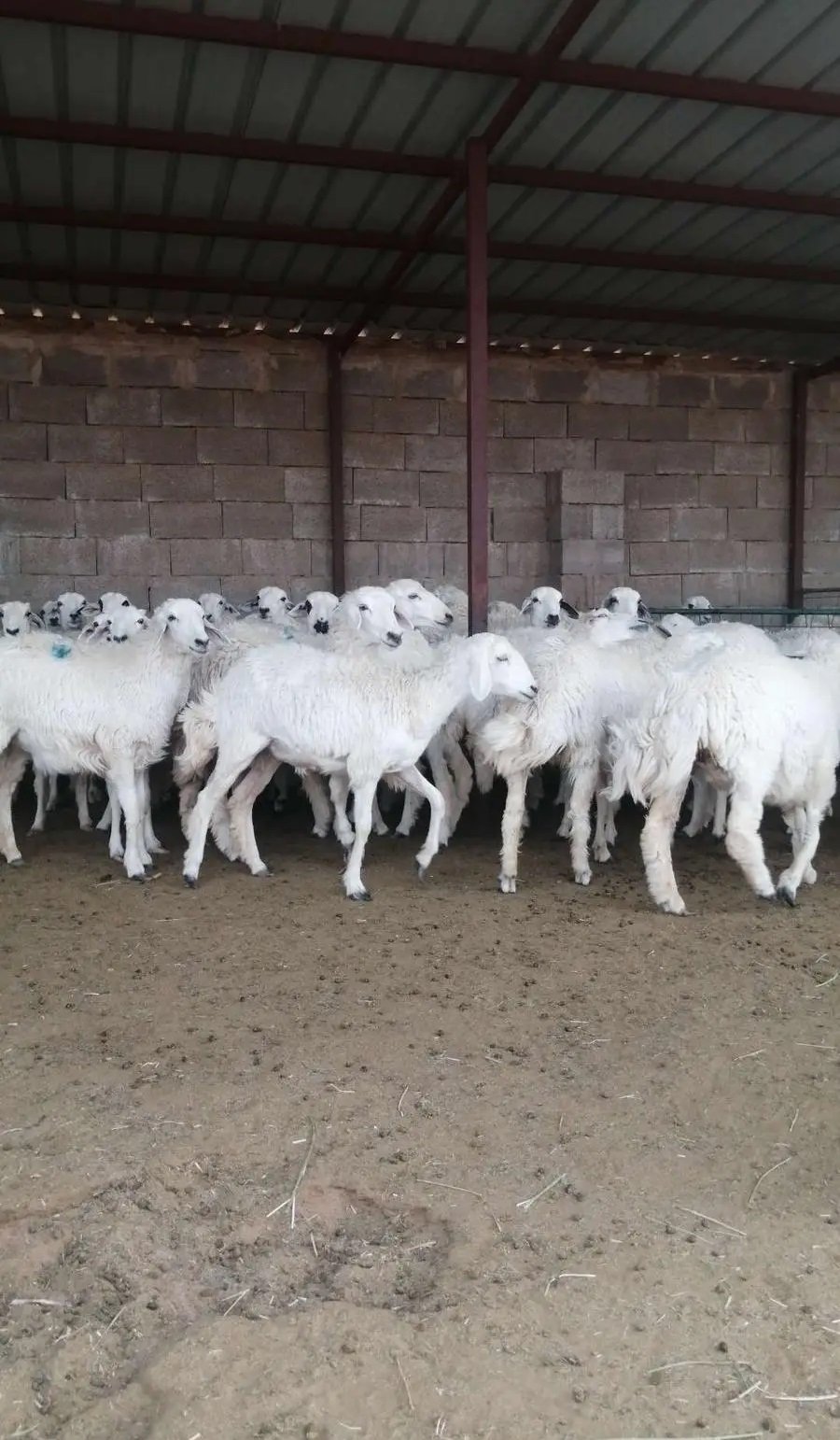 رخال حرية أضاحي بسعر مناسب