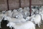 رخال حرية أضاحي بسعر مناسب