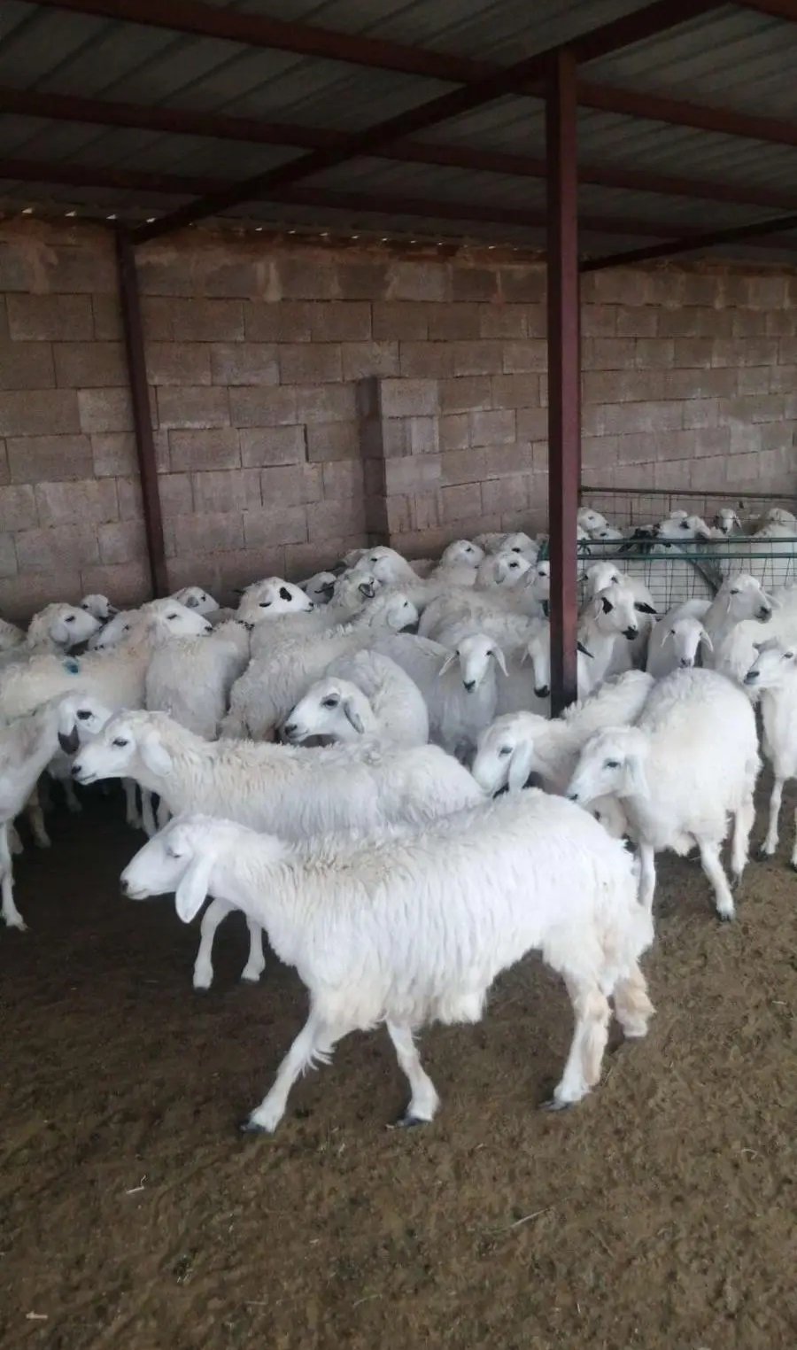 رخال حرية أضاحي بسعر مناسب