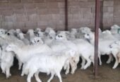 رخال حرية أضاحي بسعر مناسب