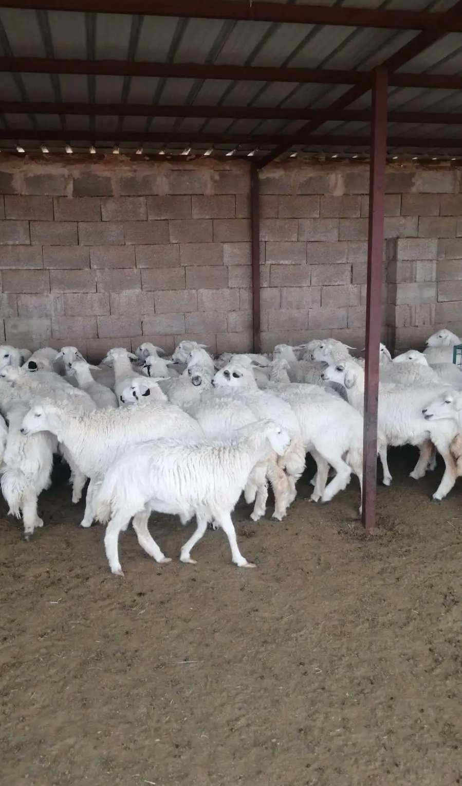 رخال حرية أضاحي بسعر مناسب