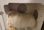 UCAT Pet Drying Box – Smart, Silent, Compact Dryer for Cats and Small Dogs
